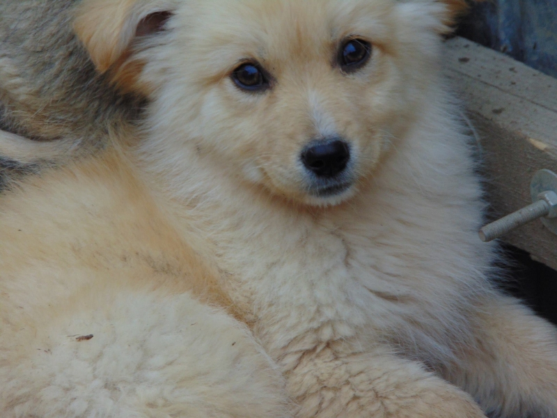 Goldie Zuhause in Aussicht Tierfreunde Hund und Leben e.V.