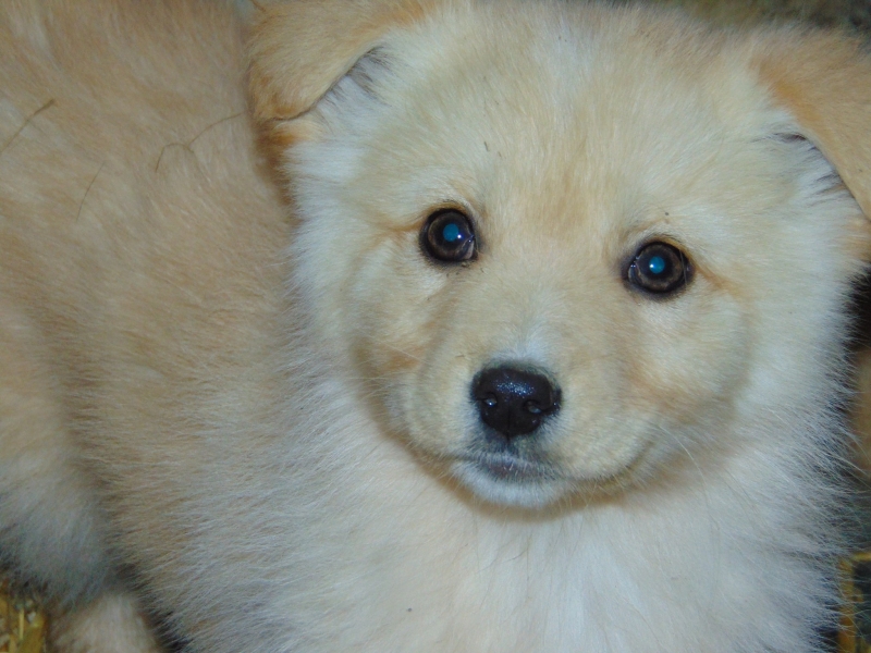 Goldie Zuhause in Aussicht Tierfreunde Hund und Leben e.V.