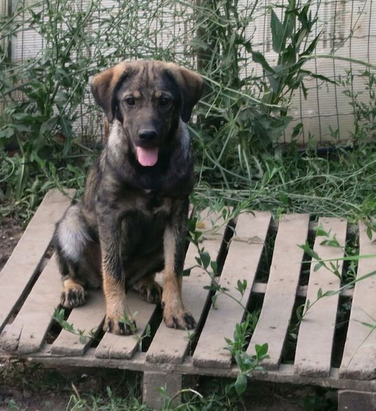 Milana Tierfreunde Hund und Leben e.V.