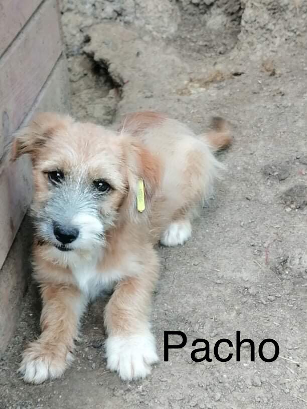 Pacho *ab dem 11.9. auf Pflegestelle in Bottrop Tierfreunde Hund und